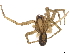  (Kiekie montanense - BIOUG55283-C02)  @13 [ ] CreativeCommons - Attribution (2022) CBG Photography Group Centre for Biodiversity Genomics