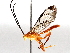  ( - BIOUG64000-H04)  @11 [ ] CreativeCommons - Attribution (2021) CBG Photography Group Centre for Biodiversity Genomics