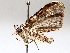  ( - BIOUG64453-B12)  @11 [ ] CreativeCommons - Attribution (2021) CBG Photography Group Centre for Biodiversity Genomics