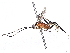  (Diradops Malaise0570a - BIOUG70362-A12)  @11 [ ] CreativeCommons - Attribution (2022) CBG Photography Group Centre for Biodiversity Genomics