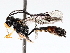  ( - BIOUG71243-B06)  @11 [ ] CreativeCommons - Attribution (2021) Centre for Biodiversity Genomics Centre for Biodiversity Genomics