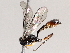  ( - BIOUG71245-F02)  @11 [ ] CreativeCommons - Attribution (2021) Centre for Biodiversity Genomics Centre for Biodiversity Genomics