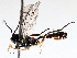  ( - BIOUG71248-B03)  @11 [ ] CreativeCommons - Attribution (2021) CBG Photography Group Centre for Biodiversity Genomics