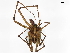  (Phymatoctenus - BIOUG71248-H09)  @14 [ ] CreativeCommons - Attribution (2021) CBG Photography Group Centre for Biodiversity Genomics