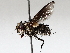  ( - BIOUG71247-E09)  @11 [ ] CreativeCommons - Attribution (2021) CBG Photography Group Centre for Biodiversity Genomics