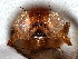  ( - BIOUG72846-C06)  @13 [ ] CreativeCommons - Attribution (2023) CBG Photography Group Centre for Biodiversity Genomics