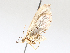  ( - BIOUG72904-C04)  @11 [ ] CreativeCommons - Attribution (2021) CBG Photography Group Centre for Biodiversity Genomics