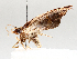  (Psaliodes Malaise9817 - BIOUG72904-E02)  @11 [ ] CreativeCommons - Attribution (2021) CBG Photography Group Centre for Biodiversity Genomics