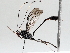  ( - BIOUG72905-D01)  @11 [ ] CreativeCommons - Attribution (2021) CBG Photography Group Centre for Biodiversity Genomics