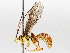 ( - BIOUG72905-G09)  @11 [ ] CreativeCommons - Attribution (2021) CBG Photography Group Centre for Biodiversity Genomics