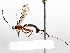  ( - BIOUG72905-H02)  @11 [ ] CreativeCommons - Attribution (2021) CBG Photography Group Centre for Biodiversity Genomics