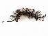  ( - BIOUG72907-H10)  @11 [ ] CreativeCommons - Attribution (2021) CBG Photography Group Centre for Biodiversity Genomics