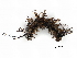  ( - BIOUG72907-H11)  @11 [ ] CreativeCommons - Attribution (2021) CBG Photography Group Centre for Biodiversity Genomics
