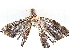  (Oxydia Malaisie5864 - BIOUG72917-B06)  @11 [ ] CreativeCommons - Attribution (2021) CBG Photography Group Centre for Biodiversity Genomics