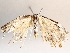  ( - BIOUG72917-C01)  @11 [ ] CreativeCommons - Attribution (2021) CBG Photography Group Centre for Biodiversity Genomics