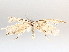  ( - BIOUG72917-C02)  @11 [ ] CreativeCommons - Attribution (2021) CBG Photography Group Centre for Biodiversity Genomics