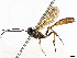  ( - CBG-A06259-C11)  @11 [ ] CreativeCommons - Attribution (2023) CBG Photography Group Centre for Biodiversity Genomics