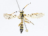  ( - CBG-A06258-C03)  @11 [ ] CreativeCommons - Attribution Share-Alike (2023) CBG Photography Group Centre for Biodiversity Genomics