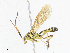  ( - CBG-A06259-B02)  @11 [ ] CreativeCommons - Attribution Share-Alike (2023) CBG Photography Group Centre for Biodiversity Genomics