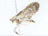  (Herpetogramma BioLep9191 - CBG-A06259-G11)  @11 [ ] CreativeCommons - Attribution Share-Alike (2023) CBG Photography Group Centre for Biodiversity Genomics