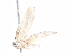  (Antaeotricha Malaise5102 - CBG-A06259-H11)  @11 [ ] CreativeCommons - Attribution Share-Alike (2023) CBG Photography Group Centre for Biodiversity Genomics