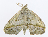  (Eusarca Malaise4105 - CBG-A06260-A02)  @11 [ ] CreativeCommons - Attribution Share - Alike (2023) CBG Photography Group Centre for Biodiversity Genomics