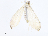  (spiloMalaise01 Malaise6596 - CBG-A06260-C05)  @11 [ ] CreativeCommons - Attribution Share - Alike (2023) CBG Photography Group Centre for Biodiversity Genomics