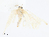  (Eois Malaise0447 - CBG-A06260-D02)  @11 [ ] CreativeCommons - Attribution Share - Alike (2023) CBG Photography Group Centre for Biodiversity Genomics