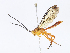  ( - CBG-A06272-F08)  @11 [ ] CreativeCommons - Attribution Share - Alike (2023) CBG Photography Group Centre for Biodiversity Genomics