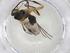  (Nealiolus Malaise3435 - CBG-A07538-G06)  @11 [ ] CreativeCommons - Attribution Share - Alike (2023) Centre for Biodiversity Genomics Centre for Biodiversity Genomics