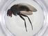  (Chaetostigmoptera Malaise4273 - CBG-A08523-E04)  @11 [ ] CreativeCommons - Attribution Share - Alike (2023) Centre for Biodiversity Genomics Centre for Biodiversity Genomics