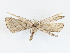  (Sphacelodes Malaise7770 - CBG-A08722-C04)  @11 [ ] CreativeCommons - Attribution Share - Alike (2023) CBG Photography Group Centre for Biodiversity Genomics