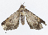  ( - CBG-A08734-B01)  @11 [ ] CreativeCommons - Attribution Share - Alike (2023) CBG Photography Group Centre for Biodiversity Genomics