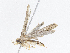  ( - CBG-A08734-E02)  @11 [ ] CreativeCommons - Attribution Share - Alike (2023) CBG Photography Group Centre for Biodiversity Genomics