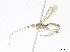  (Aleiodes Malaise5682 - CBG-A08734-F09)  @11 [ ] CreativeCommons - Attribution Share - Alike (2023) CBG Photography Group Centre for Biodiversity Genomics