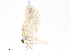  ( - CBG-A08734-G08)  @11 [ ] CreativeCommons - Attribution Share - Alike (2023) CBG Photography Group Centre for Biodiversity Genomics
