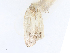  (Antaeotricha 4327 - CBG-A08735-D09)  @11 [ ] CreativeCommons - Attribution Share-Alike (2023) CBG Photography Group Centre for Biodiversity Genomics