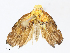  (Gonionota Malaise2078 - CBG-A08736-C10)  @11 [ ] CreativeCommons - Attribution Share - Alike (2023) CBG Photography Group Centre for Biodiversity Genomics