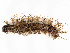  ( - CBG-A08736-H02)  @11 [ ] CreativeCommons - Attribution Share - Alike (2023) CBG Photography Group Centre for Biodiversity Genomics