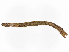  ( - CBG-A08736-H04)  @11 [ ] CreativeCommons - Attribution Share - Alike (2023) CBG Photography Group Centre for Biodiversity Genomics