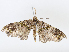  ( - CBG-A08737-E10)  @11 [ ] CreativeCommons - Attribution Share - Alike (2023) CBG Photography Group Centre for Biodiversity Genomics
