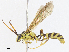  ( - CBG-A08738-A02)  @11 [ ] CreativeCommons - Attribution Share - Alike (2023) CBG Photography Group Centre for Biodiversity Genomics