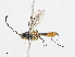  ( - CBG-A08739-E03)  @11 [ ] CreativeCommons - Attribution Share-Alike (2023) CBG Photography Group Centre for Biodiversity Genomics