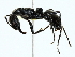  ( - BIOUG85286-A05)  @11 [ ] CreativeCommons - Attribution (2022) CBG Photography Group Centre for Biodiversity Genomics