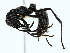  ( - BIOUG85286-A06)  @11 [ ] CreativeCommons - Attribution (2022) CBG Photography Group Centre for Biodiversity Genomics