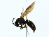  ( - BIOUG85286-A09)  @11 [ ] CreativeCommons - Attribution (2022) CBG Photography Group Centre for Biodiversity Genomics