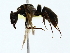  ( - BIOUG85286-A11)  @11 [ ] CreativeCommons - Attribution (2022) CBG Photography Group Centre for Biodiversity Genomics