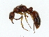  ( - BIOUG85286-E03)  @11 [ ] CreativeCommons - Attribution (2022) CBG Photography Group Centre for Biodiversity Genomics