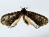  ( - BIOUG85485-F07)  @11 [ ] CreativeCommons - Attribution (2022) CBG Photography Group Centre for Biodiversity Genomics