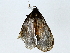  ( - BIOUG85485-F08)  @11 [ ] CreativeCommons - Attribution (2022) CBG Photography Group Centre for Biodiversity Genomics
